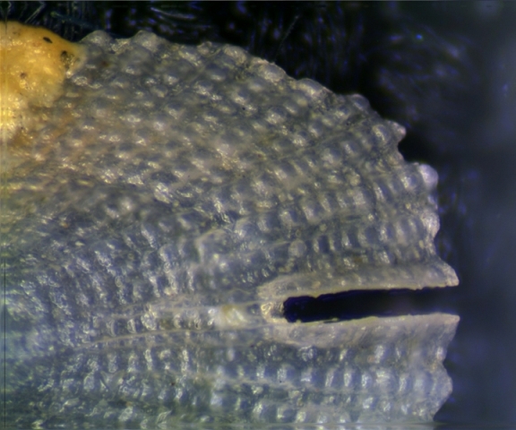 Emarginula forse pustula forse